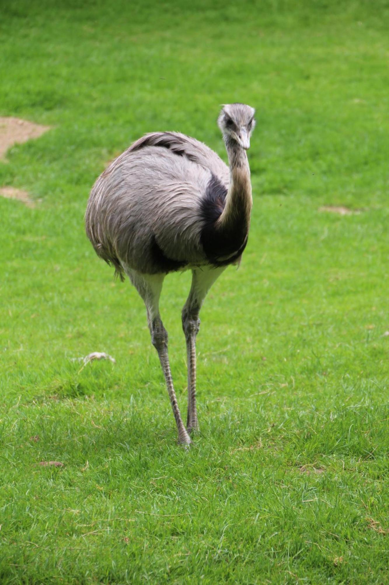Ibis Budget Lisieux Zewnętrze zdjęcie